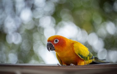 Yeşil arka plana sahip Aratinga solstitialis (conure).