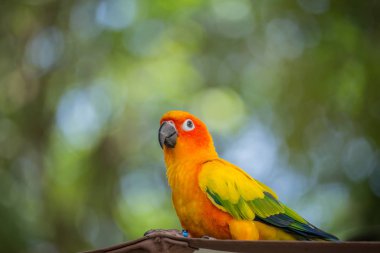 Yeşil arka plana sahip Aratinga solstitialis (conure).