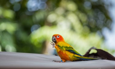 Yeşil arka plana sahip Aratinga solstitialis (conure).