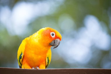 Yeşil arka plana sahip Aratinga solstitialis (conure).