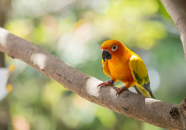 Aratinga Solstitialis Banch Ağaç Üzerinde — Stok fotoğraf