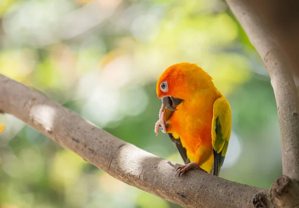 Aratinga Solstitialis Banch Boom — Stockfoto