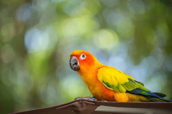 Aratinga Solstitialis Papegaaiachtigen Met Groene Achtergrond — Stockfoto