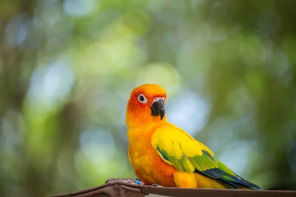 Aratinga Solstitialis Conure Zeleným Pozadím — Stock fotografie