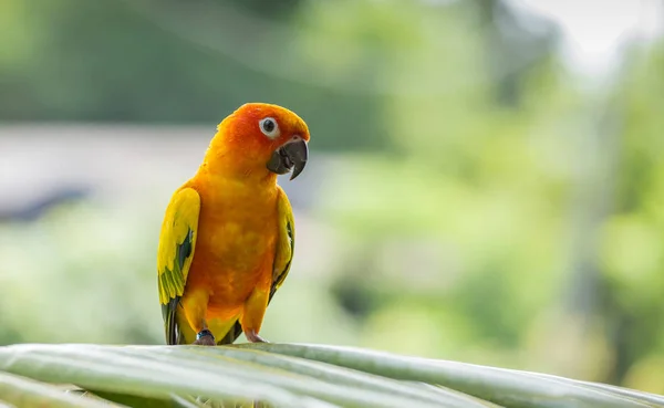 Aratinga Solstitialis Banch Boom — Stockfoto