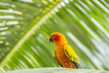 Aratinga solstitialis banch ağaç üzerinde.