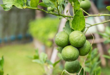 Tay limon ağacı üzerinde.