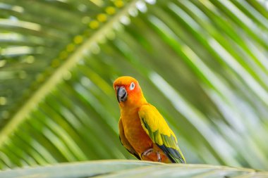 Aratinga solstitialis banch ağaç üzerinde.