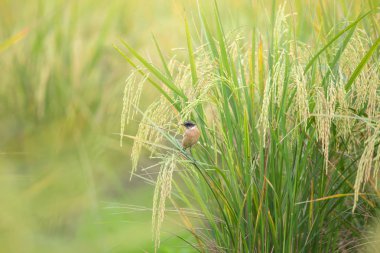 Stejneger'ın Stonechat (Saxicola stejnegeri) pirinç tesisi