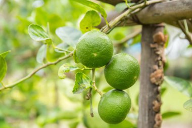 Tay limon ağacı üzerinde.