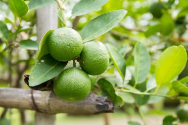 Tay limon ağacı üzerinde.