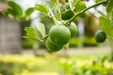 Tay limon ağacı üzerinde.