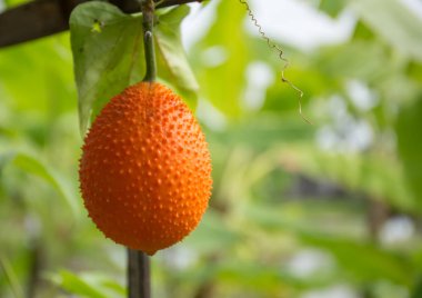 Momordica cochinchinensis Bahçe.