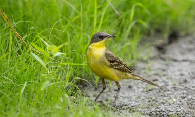 Doğu sarı Kuyruksallayan (Motacilla flava) yeşil çimenlerin üzerinde