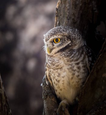 Benekli owlet (Athene brama) ağaç üzerinde delik.