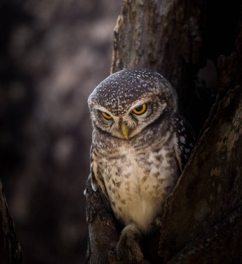 Benekli owlet (Athene brama) ağaç üzerinde delik.