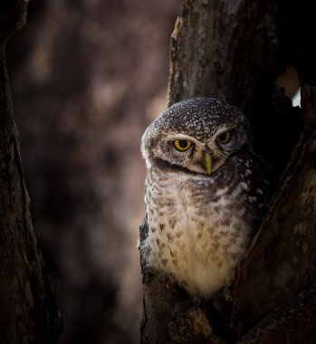 Benekli owlet (Athene brama) ağaç üzerinde delik.