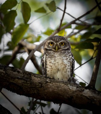 Benekli owlet (Athene brama) parkta ağaçların dalları üzerinde.