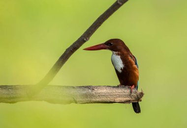 Beyaz boğazlı Kingfisher (Halcyon smyrnensis) yeşil arka plana sahip ağaçlarının dalları üzerinde.