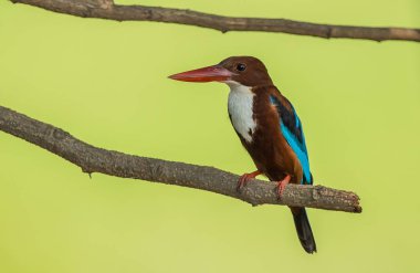 Beyaz boğazlı Kingfisher (Halcyon smyrnensis) yeşil arka plana sahip ağaçlarının dalları üzerinde.