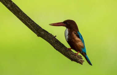 Beyaz boğazlı Kingfisher (Halcyon smyrnensis) yeşil arka plana sahip ağaçlarının dalları üzerinde.
