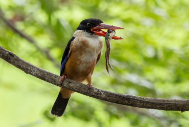 Siyah şapkalı Kingfisher (Halcyon pileata) yeme kurbağalar ağaçlarının dalları üzerinde.