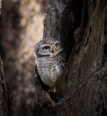 Benekli owlet (Athene brama) ağaç üzerinde delik.