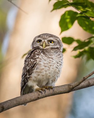 Benekli owlet (Athene brama) ağaçlarının dalları üzerinde.