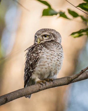 Benekli owlet (Athene brama) ağaçlarının dalları üzerinde.