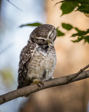 Benekli owlet (Athene brama) ağaçlarının dalları üzerinde.