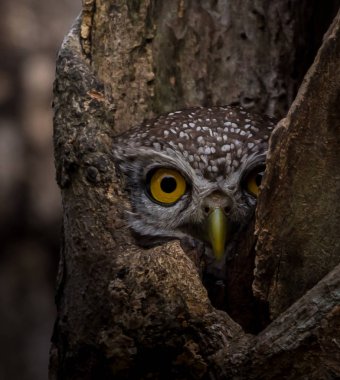 Benekli owlet (Athene brama) ağaç üzerinde delik.