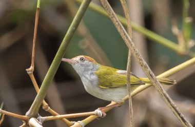 Ortak Tailorbird. (Orthotomus sutorius) banch bambu üzerinde.