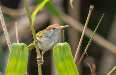 Ortak Tailorbird. (Orthotomus sutorius) banch bambu üzerinde.