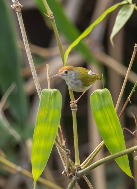 Ortak Tailorbird. (Orthotomus sutorius) banch bambu üzerinde.