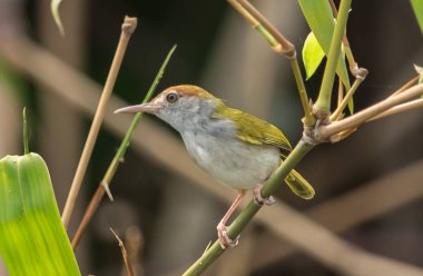 Ortak Tailorbird. (Orthotomus sutorius) banch bambu üzerinde.