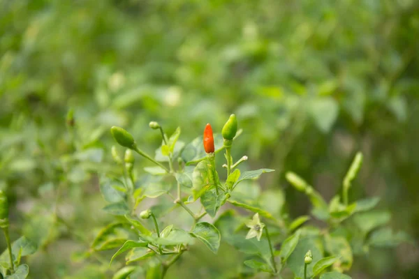 Piment Thaïlandais Dans Jardin — Photo