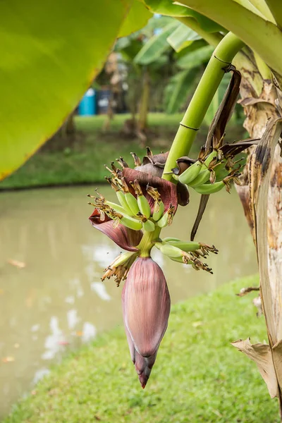 Banana Blossom Tree Garden — Stock Photo, Image