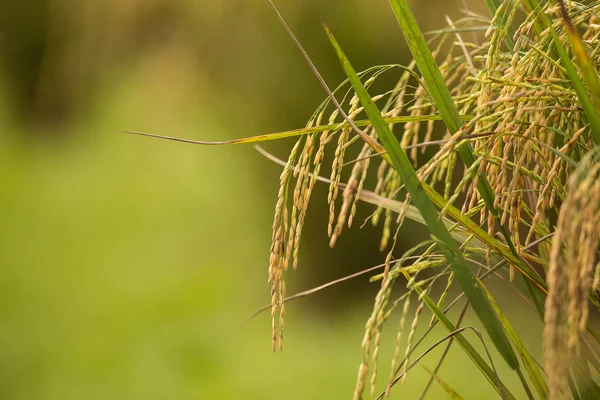 Reis Feld Von Thailand — Stockfoto