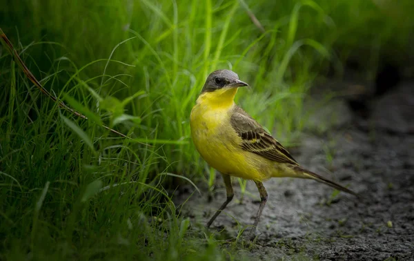 Bachstelze Motacilla Flava Auf Grünem Gras — Stockfoto