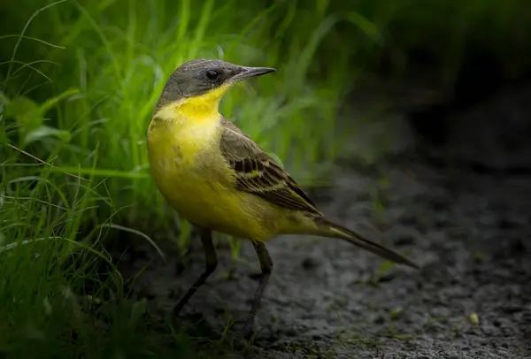 Amarelo Oriental Wagtail Motacilla Flava Grama Verde — Fotografia de Stock