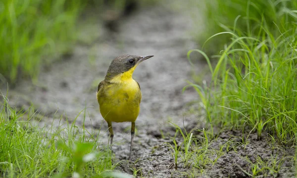 Coda Paglia Gialla Orientale Motacilla Flava Sull Erba Verde — Foto Stock