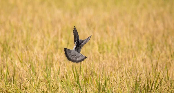 田んぼ上空を飛ぶハト — ストック写真