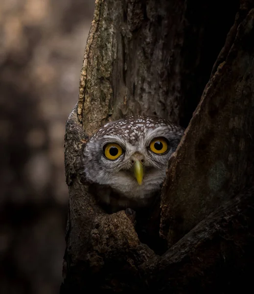 Spotted Owlet Athene Brama Hole Tree — Stock Photo, Image