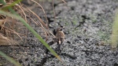 Doğu Stonechat (Saxicola rubicolax) yere.