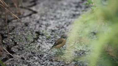 Doğu Stonechat (Saxicola rubicolax) yere.