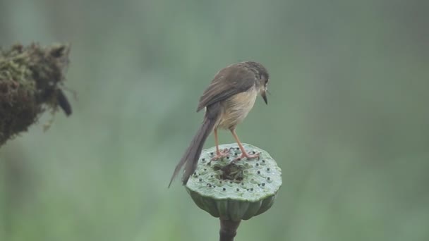 莲花上的白褐色 Prinia — 图库视频影像