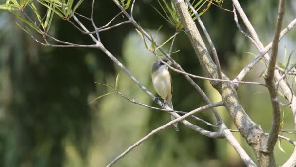 Pie Grièche Birmane Sur Arbre Branches Dans Parc — Video