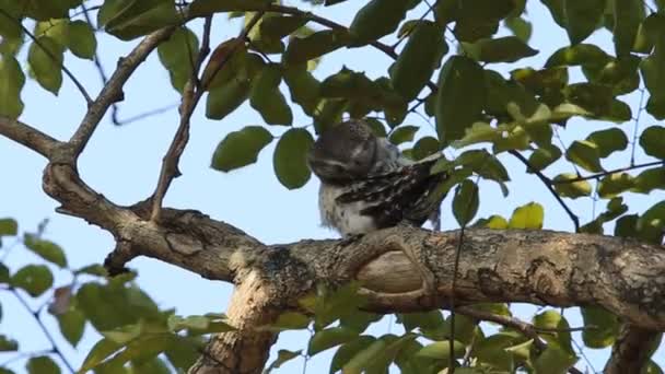 Gevlekte Owlet Boom Tak — Stockvideo