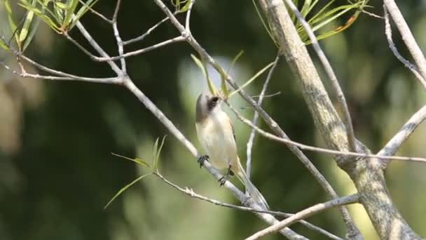 Βιρμανίας Shrike Στο Υποκατάστημα Δέντρο Στο Πάρκο — Αρχείο Βίντεο