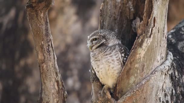 Spotted Owlet Hole Tree — Stock Video